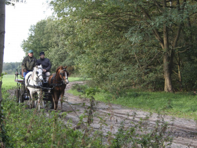 Mennen in de buurt van weideblik