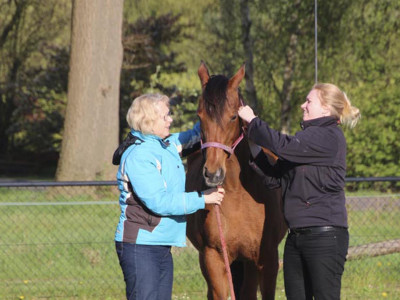 paardenboxen verhuur bij camping weideblik3